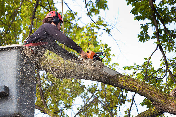 How Our Tree Care Process Works  in  Timonium, MD