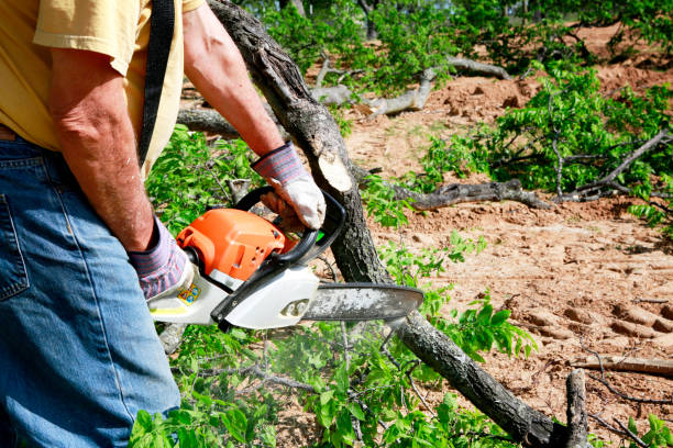 Reliable Timonium, MD Tree Removal Solutions